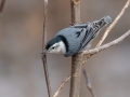 White-breasted Nuthatch - Dunbar Cave SP, Montgomery County, Jan 21, 2022