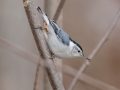 White-breasted Nuthatch - Dunbar Cave SP, Montgomery County, Jan 21, 2022