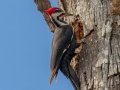 Pileated Woodpecker - Dunbar Cave SP, Montgomery County, Jan 21, 2022