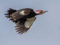 Pileated Woodpecker - Dunbar Cave SP, Montgomery County, Jan 21, 2022