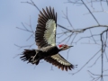 Pileated Woodpecker - Dunbar Cave SP, Montgomery County, Jan 21, 2022