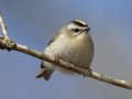 Golden-crowned Kinglet - Dunbar Cave SP, Montgomery County, Jan 21, 2022
