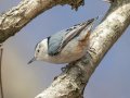 White-breasted Nuthatch - Dunbar Cave SP, Montgomery County, Jan 21, 2022