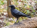 American Crow  - Rotary Park,  Clarksville, Montgomery County, March 28, 2022