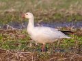 Ross’s Goose - Cheatham Dam Recreation Area, Cheatham County, Jan 5, 2022