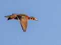 Wood Duck, Barkley WMA, Stewart County, Jan 11, 2022