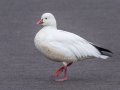 Ross's Goose - Dunbar Cave SP, Montgomery County, Jan 21, 2022