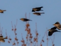 Rusty Blackbirds, Barkley WMA, Stewart County, Jan 11, 2022