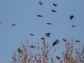 Rusty Blackbirds, Barkley WMA, Stewart County, Jan 11, 2022