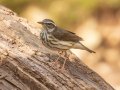 Louisiana Waterthrush - Rotary Park,  Clarksville, Montgomery County, March 28, 2022