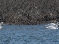 Mute Swans - Cross Creeks Hwy 49 Entrance, Stewart County, Feb 2, 2022