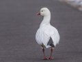 Ross's Goose - Dunbar Cave SP, Montgomery County, Jan 21, 2022