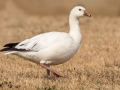 Ross's Goose - Liberty Park & Marina, Clarksville, Montgomery County, March 4, 2022