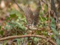 Louisiana Waterthrush  - Rotary Park,  Clarksville, Montgomery County, March 28, 2022