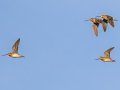 Wilson’s Snipe - Cheatham Dam Recreation Area, Cheatham County, Jan 5, 2022