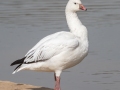Ross's Goose - Liberty Park & Marina, Clarksville, Montgomery County, March 4, 2022