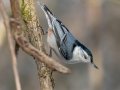 White-breasted Nuthatch - Dunbar Cave SP, Montgomery County, Jan 21, 2022