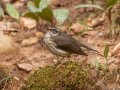 Louisiana Waterthrush  - Rotary Park,  Clarksville, Montgomery County, March 28, 2022