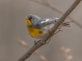 Northern Parula  - Rotary Park,  Clarksville, Montgomery County, March 28, 2022