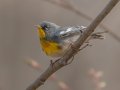Northern Parula  - Rotary Park,  Clarksville, Montgomery County, March 28, 2022