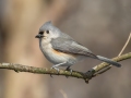 Tufted Titmouse - Dunbar Cave SP, Montgomery County, Jan 21, 2022