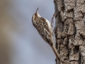 Brown Creeper  - Rotary Park,  Clarksville, Montgomery County, March 28, 2022