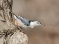 White-breasted Nuthatch - Dunbar Cave SP, Montgomery County, Jan 8, 2022