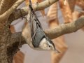 White-breasted Nuthatch - Dunbar Cave SP, Montgomery County, Jan 8, 2022