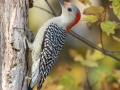 Red-bellied Woodpecker - Paris Landing SP Campground - Henry County, Oct 23, 2022