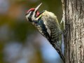 Yellow-bellied Sapsucker - Paris Landing SP Campground - Henry County, Oct 23, 2022