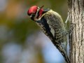 Yellow-bellied Sapsucker - Paris Landing SP Campground - Henry County, Oct 23, 2022