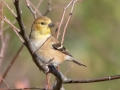 American Goldfinch - Swan Lake Sports Complex, Montgomery, Tennessee, November 30, 2022