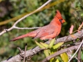 Northern Cardinal  - Swan Lake Sports Complex, Montgomery, Tennessee, November 30, 2022