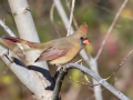 Northern Cardinal  - Swan Lake Sports Complex, Montgomery, Tennessee, November 30, 2022