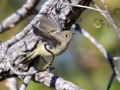 Ruby-crowned Kinglet  - Swan Lake Sports Complex, Montgomery, Tennessee, November 30, 2022