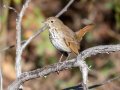 Hermit Thrush - Swan Lake Sports Complex, Montgomery, Tennessee, November 30, 2022