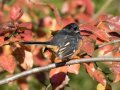 Eastern Towhee - Swan Lake Sports Complex, Montgomery, Tennessee, November 30, 2022