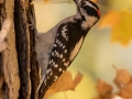 Downy Woodpecker - Dunbar Cave SP - Montgomery County - Oct 24, 2022