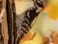 Downy Woodpecker - Dunbar Cave SP - Montgomery County - Oct 24, 2022