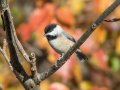 Carolina Chickadee - Swan Lake Sports Complex, Montgomery, Tennessee, November 30, 2022