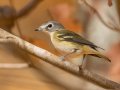 Blue-headed Vireo - Dunbar Cave SP - Montgomery County - Oct 24, 2022