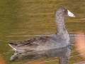 American Coot - Dunbar Cave SP - Montgomery County - Oct 24, 2022