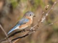 Eastern Bluebird - Swan Lake Sports Complex, Montgomery, Tennessee, November 30, 2022