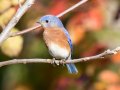 Eastern Bluebird - Swan Lake Sports Complex, Montgomery, Tennessee, November 30, 2022