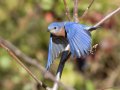 Eastern Bluebird - Swan Lake Sports Complex, Montgomery, Tennessee, November 30, 2022