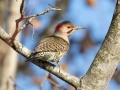 Northern Flicker (Yellow-shafted) - Swan Lake Sports Complex, Montgomery, Tennessee, November 30, 2022