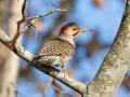 Northern Flicker (Yellow-shafted) - Swan Lake Sports Complex, Montgomery, Tennessee, November 30, 2022