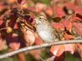 White-throated Sparrow- Swan Lake Sports Complex, Montgomery, Tennessee, November 30, 2022