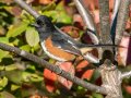 Eastern Towhee - Swan Lake Sports Complex, Montgomery, Tennessee, November 30, 2022