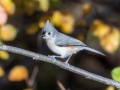 Tufted Titmouse - Swan Lake Sports Complex, Montgomery, Tennessee, November 30, 2022